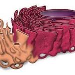 retículo endotelial